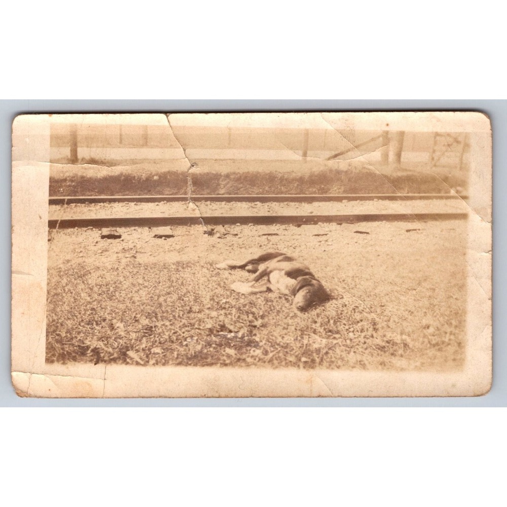 Dog near Railroad Tracks 1917 Snapshot Photograph Americana Animals